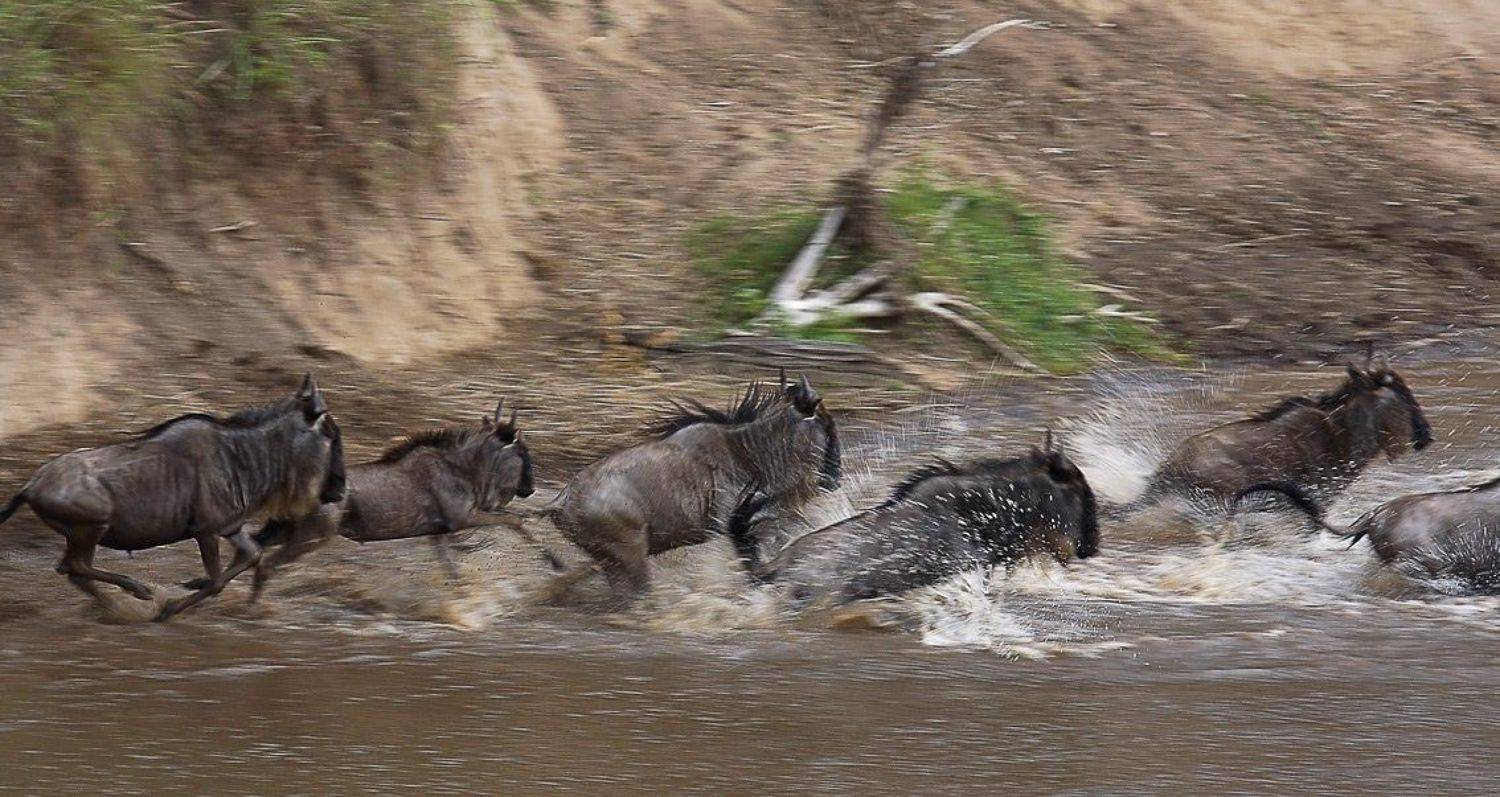 африка, гну, кроссинг, Сергей Краснощёков