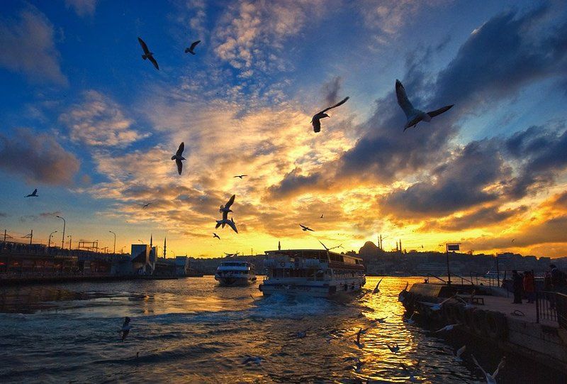 istanbul, seagull evening the golden horn фото превью