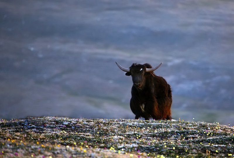 алтай, пастбища, алтайцы, путешествия, сибирь, горы, природа, высота, пейзаж Небесные пастбища Алтайцев фото превью