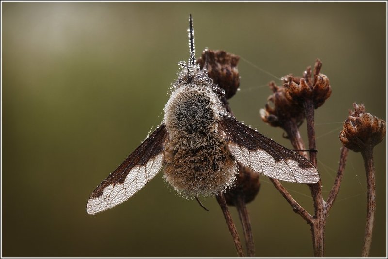 Весь до ниточки промок. фото превью