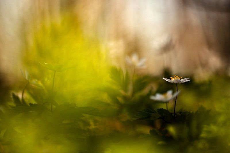 ветреничка дубравная, весна, цвет ** фото превью