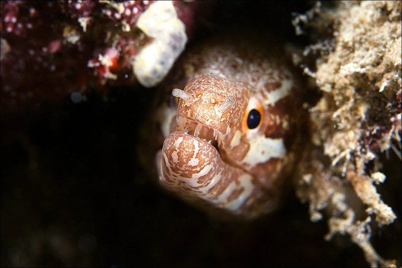 murena, underwater, coral Зубки фото превью