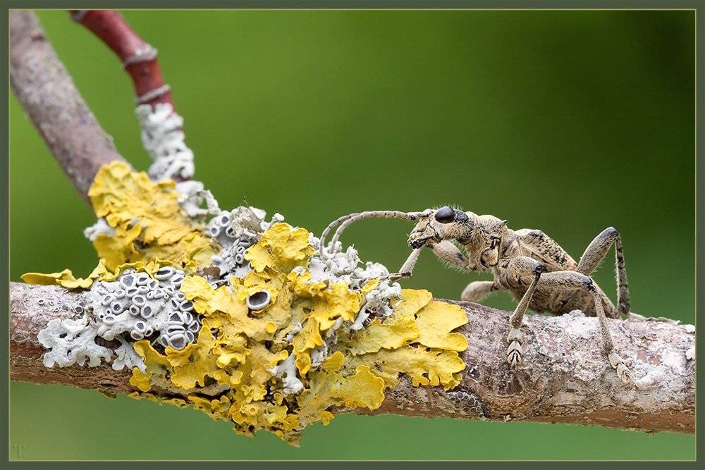 чернопятнистый рагий, жук, rhagium mordax,, Linas T