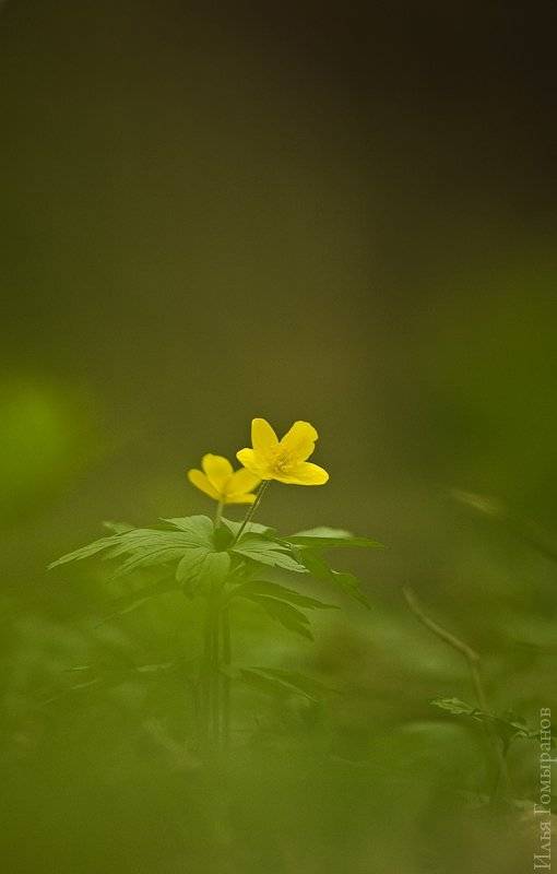 растения, макро, цветы, Илья Гомыранов