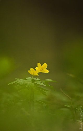 В чаще леса густой