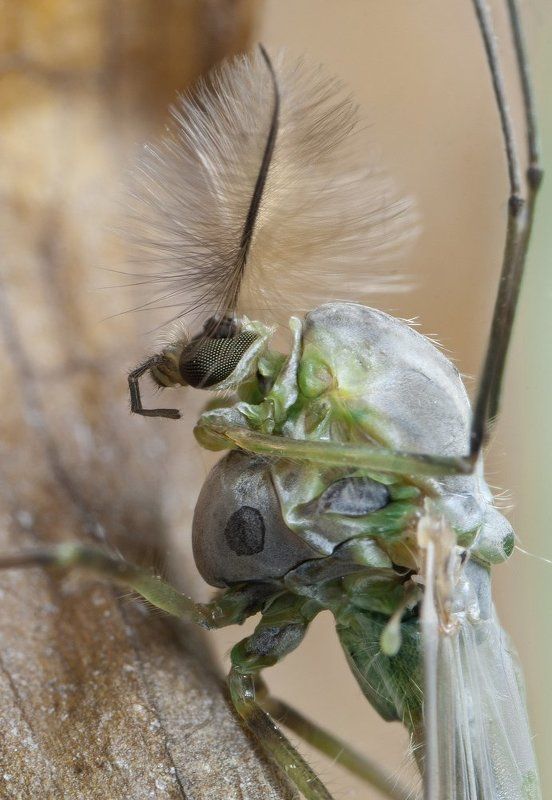 комар, макро, micro-nikkor af 105mm f/2.8 d, nikon d80 Князь фото превью