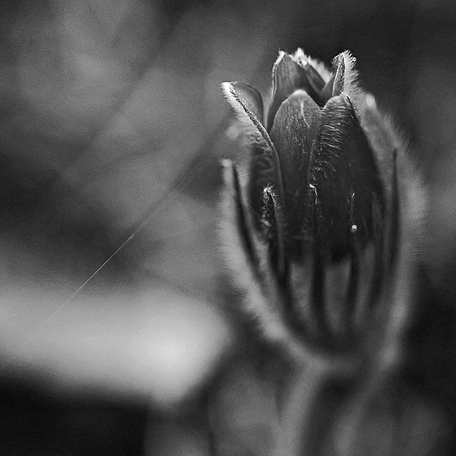 , СПИРИДОНОВ НИКОЛАЙ