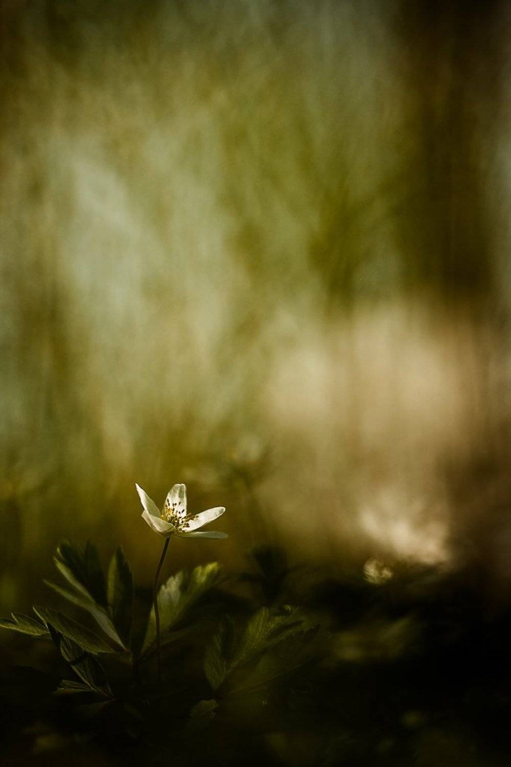 ветреничка дубравная, весна, цвет, Юлия