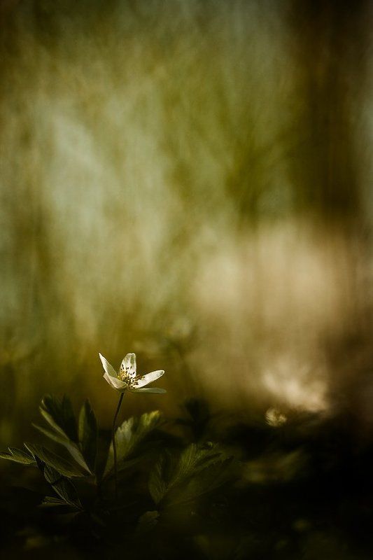 ветреничка дубравная, весна, цвет С солнцем на лепестках фото превью