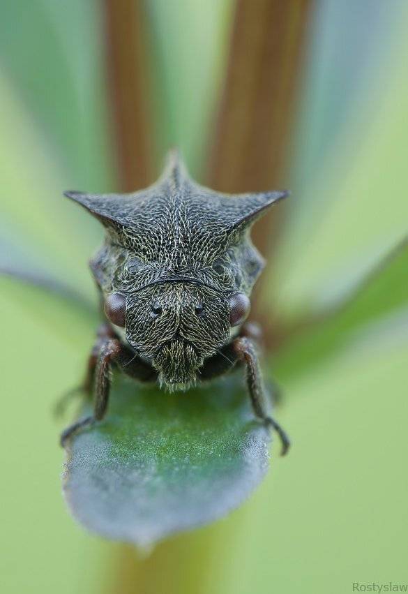 горбатка, 100мм, макро, ростислав,, Ростислав