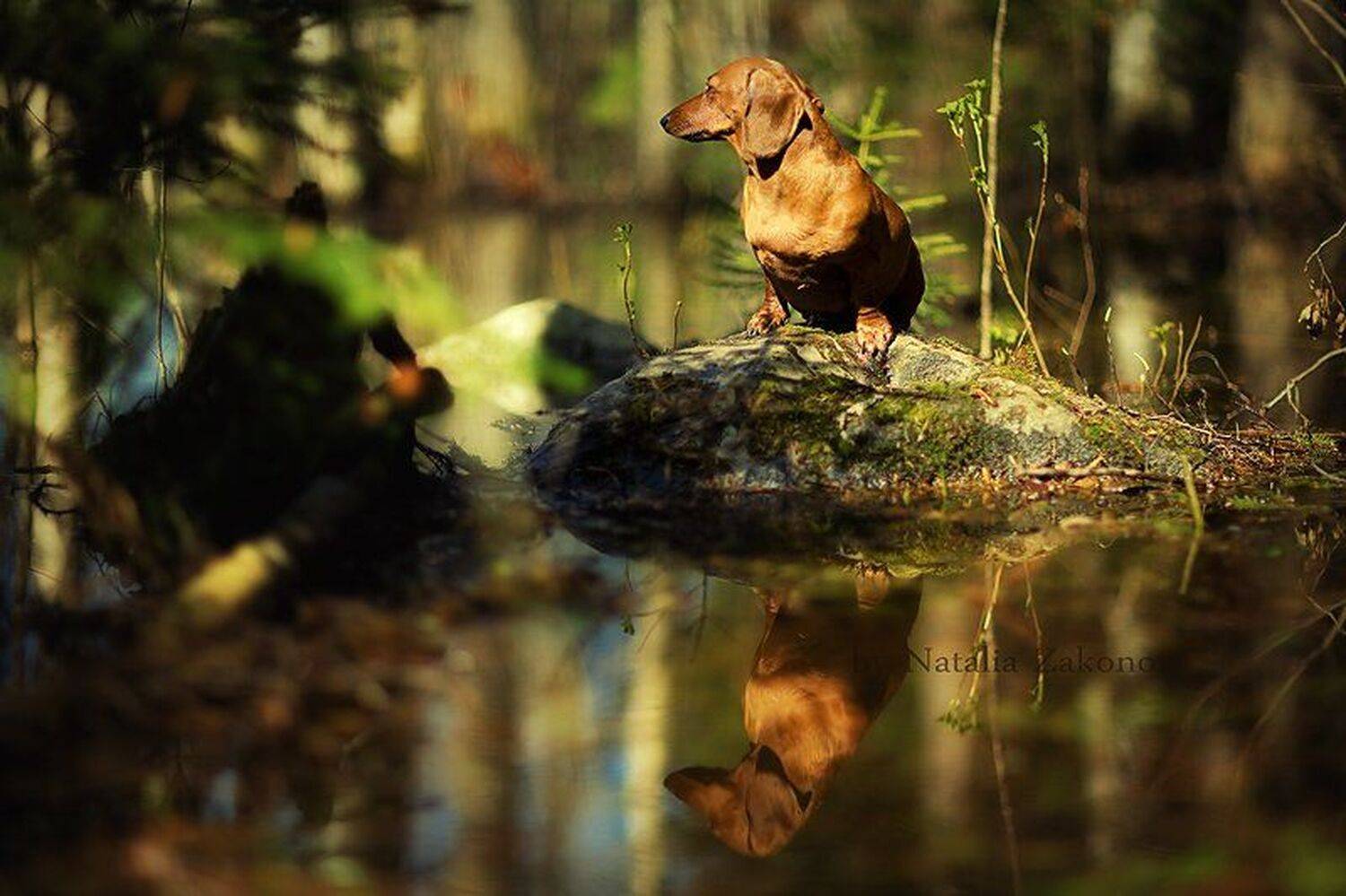 , Наталья Законова