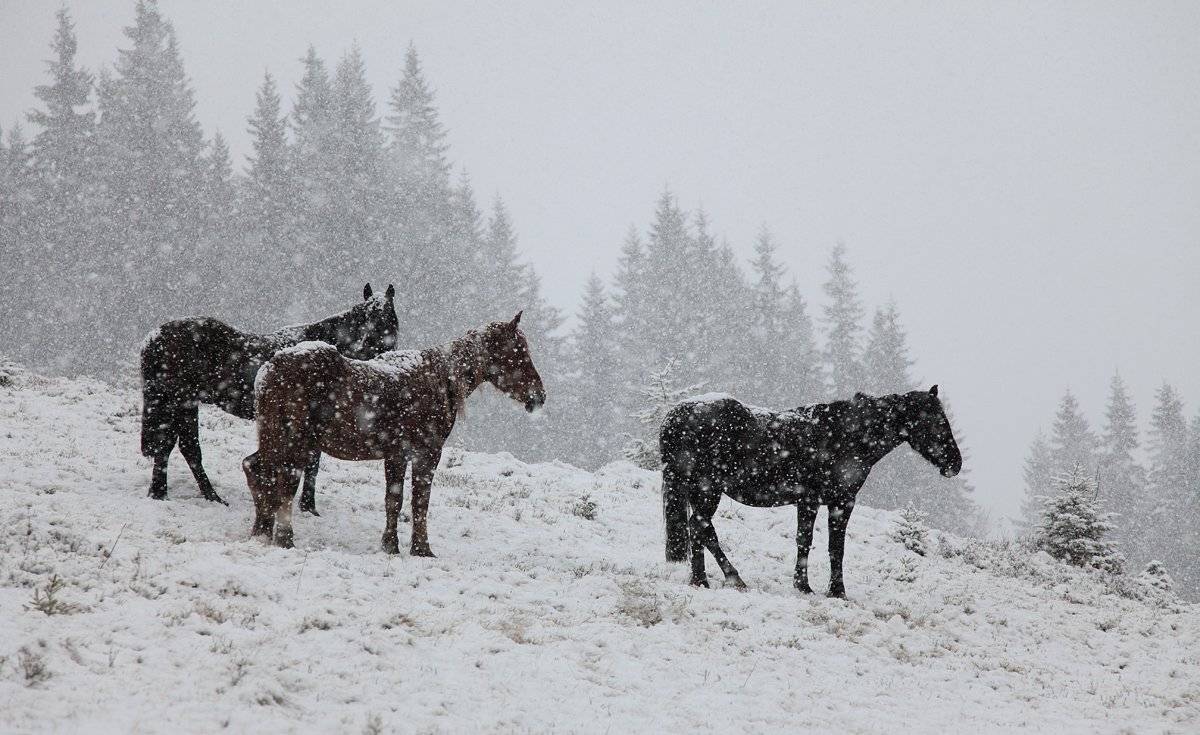 снег, карпаты, лошади, Михаил Псарёв