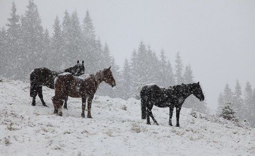 Кони в собственном снегу :)
