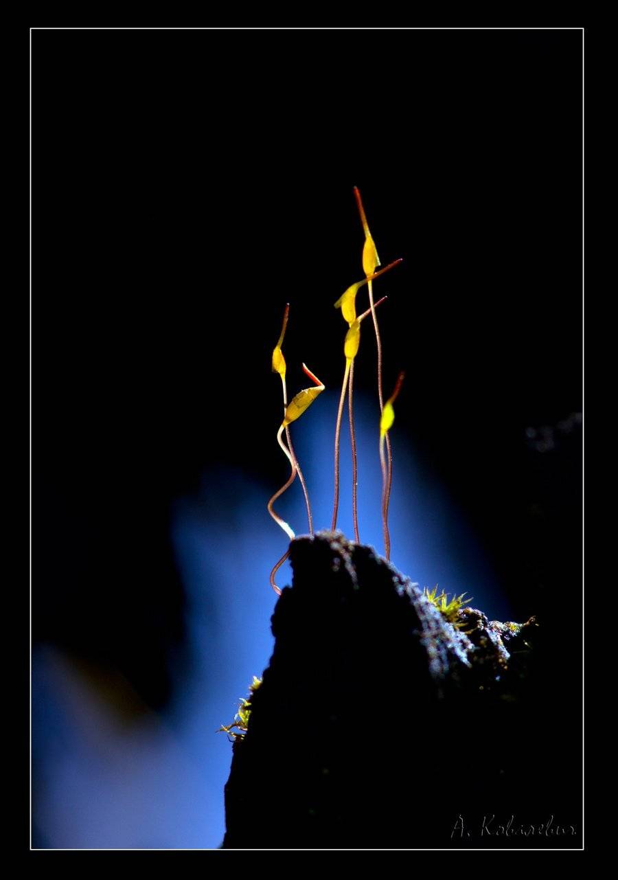 , Ковалевич А.