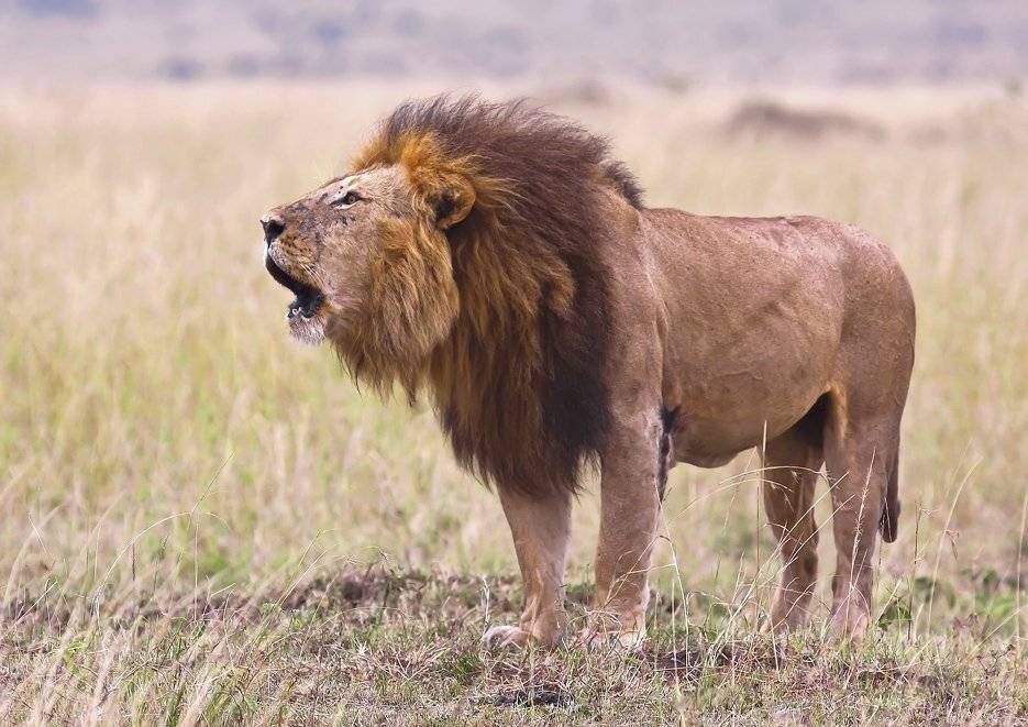 кения , африка, лёва, Сергей Краснощёков