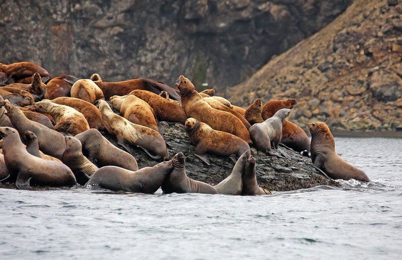 сивучи, сивуч, северные, морские, львы, северный, морской, лев Сивучи (северные морские львы) фото превью