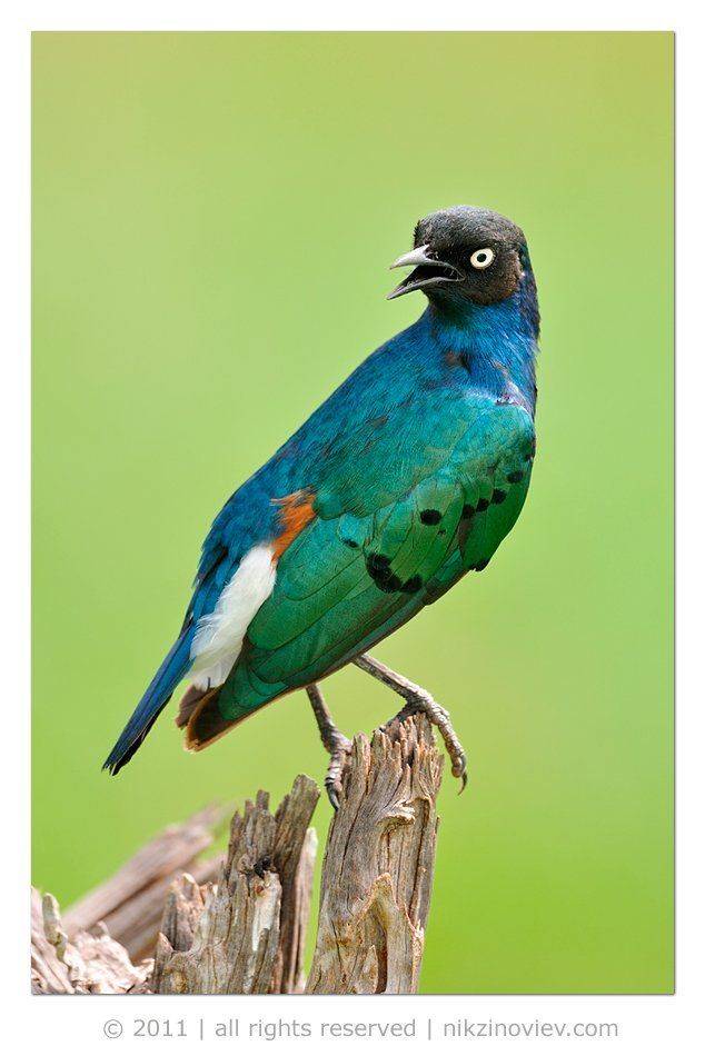 великолепный скворец, spreo superbus, дикие птицы, танзания, африка, николай зиновьев, Николай Зиновьев