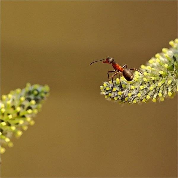 , Дмитрий Алексеев