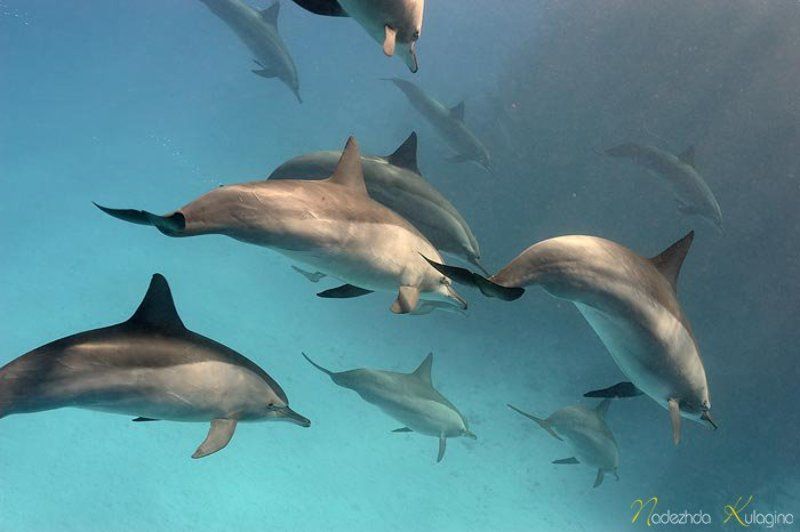 Дельфинья любовь фото превью