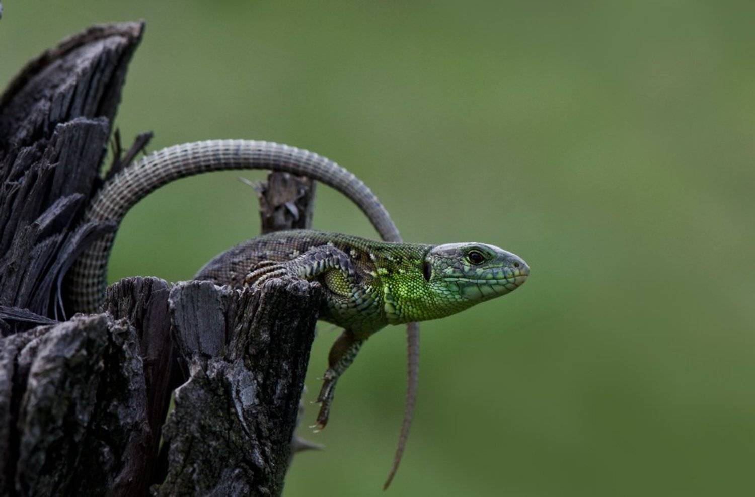 , Татьяна Аверина