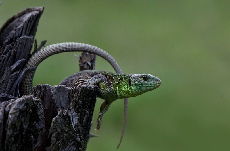 Петля... фото превью