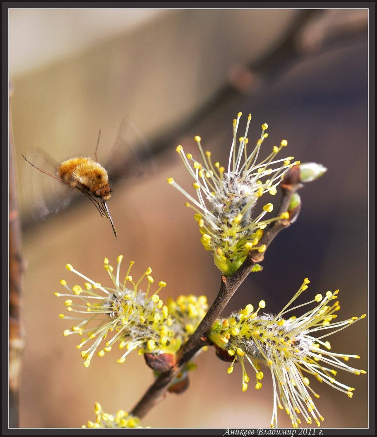 , Аникеев Владимир