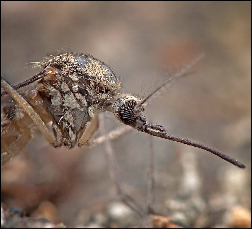 макро,комар,, Евгений Кирилкин.