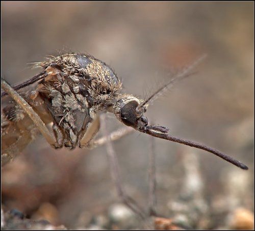 Осторожно КОМАР.
