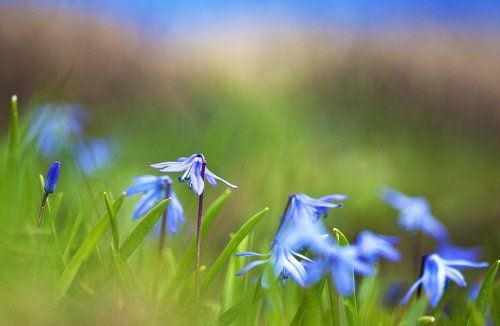 Первоцветы.