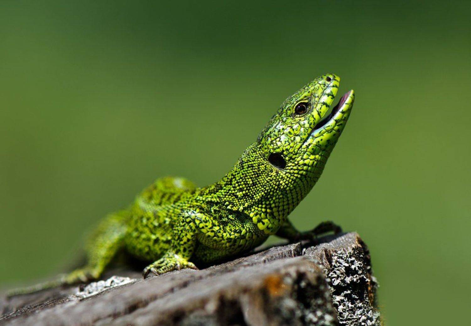 ящерица, Татьяна Аверина