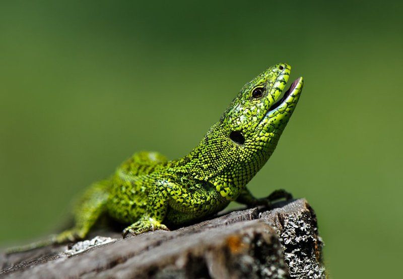 ящерица В целом мире лишь одна Я , вот такая заводнаЯ... фото превью