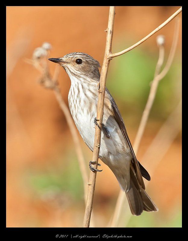 серая, мухоловка, muscicapa, striata, израиль Серая мухоловка - Muscicapa striata фото превью