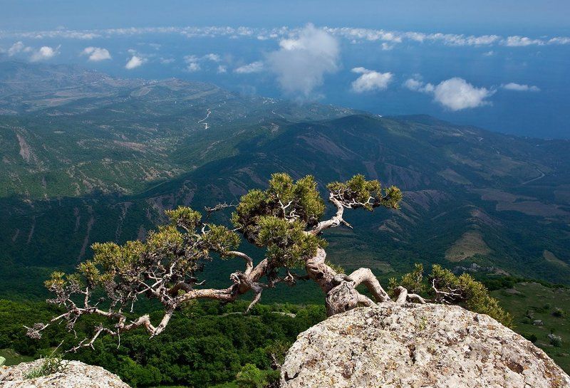 Всем ветрам назло. фото превью