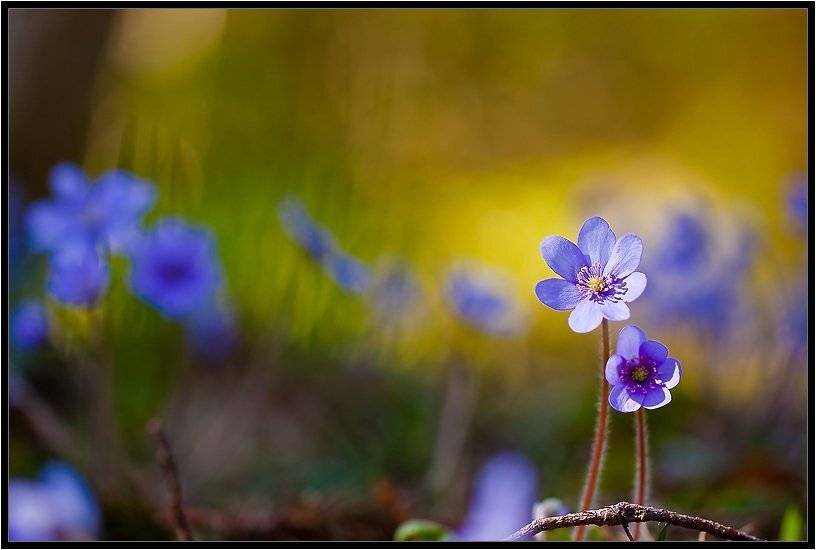 , Бурлов Андрей