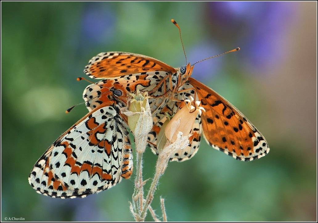 шашечницы,didyma,самец,самка,под,надёжным,крылом, Александр Чувилин