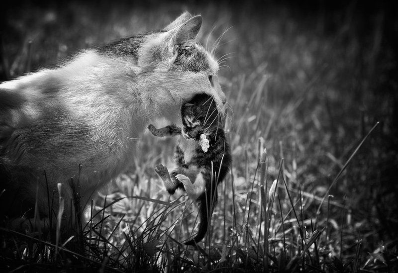 Мама, ну можно я не пойду сегодня в школу?! фото превью