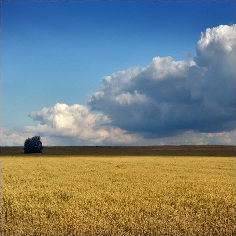 поле, лето, Тарасов Алексей