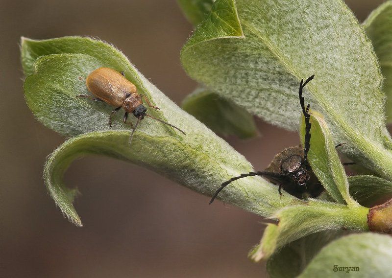 весна, жук, щелкун Ну всё.... ты меня достал... фото превью