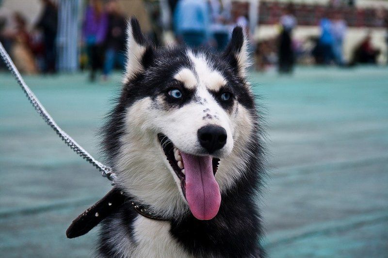 собаки, животные Выставка собак. Ярославль. 7 мая 2011. фото превью