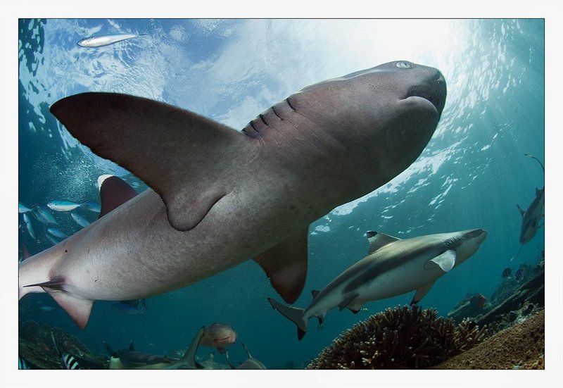 fiji, shark, face,rif почти Мегаладон фото превью