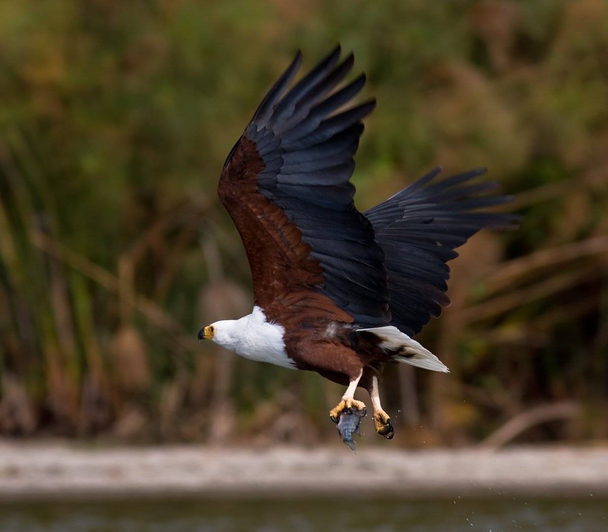орлан, африка, кения, Сергей Краснощёков