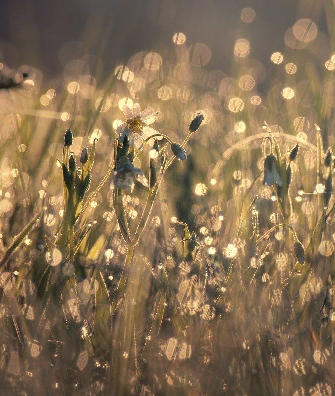 Into the light фото превью