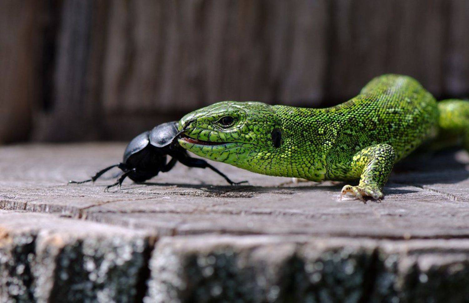 ящерица, Татьяна Аверина