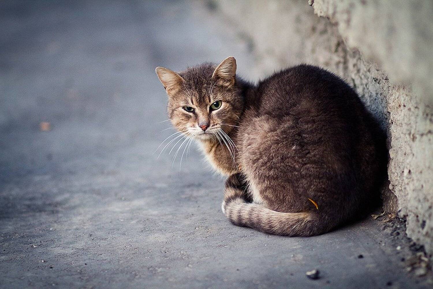 кот, взгляд, Никита