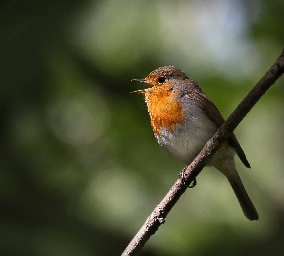 животные, птицы, малиновка, Зоя Лаптева