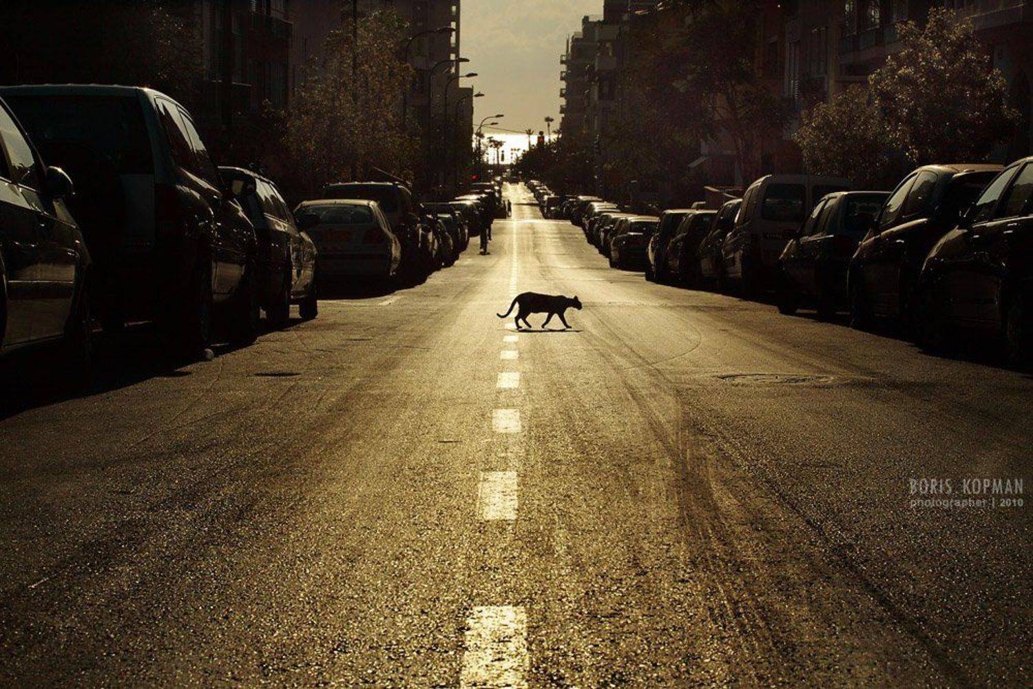 кот, вечер, дорога, Boris KOPMAN