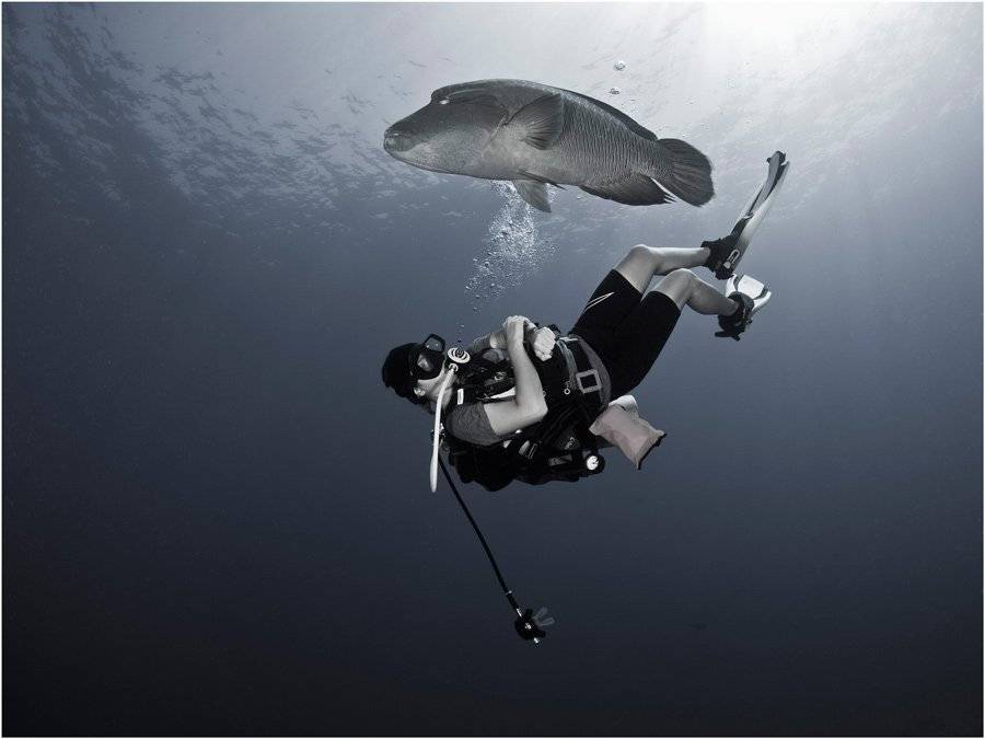 diving, red sea, egipt, Олег Федин