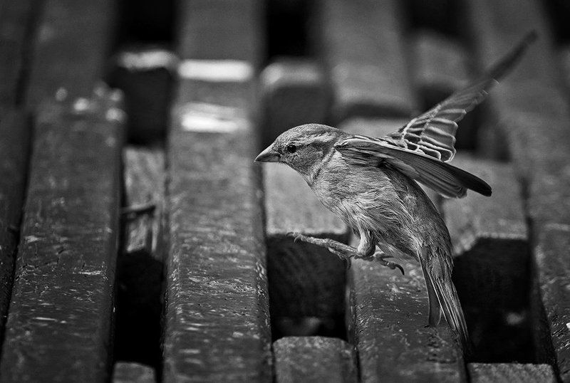 Про одного очень любопытного воробья. фото превью