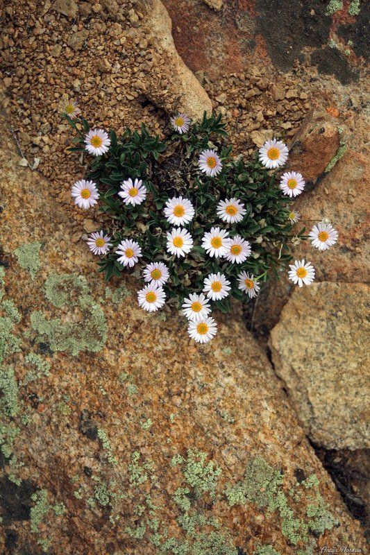 Фотосафари по Бектау-Ата (ч.2) фото превью