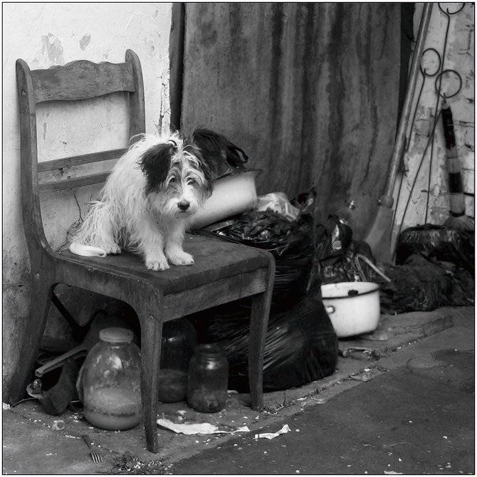 собака, -, друг, Тарас